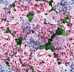 Voksduk med hortensia – 140 cm