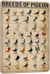 PAIION Breeds of Pigeon Metal Signs Pigeon Education Encyclopedia Knowledge Posters Wall Decor Farm Decor Home Decor Vintage Printinges 8x12 Inch