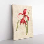 Big Box Art Amaryllis Flower by Pierre-Joseph Redoute Canvas Wall Art Print Ready to Hang Picture, 76 x 50 cm (30 x 20 Inch), Beige, Red, Green, Pink, Green