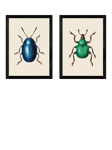 EAST END PRINTS Natural History Museum 'Beetles' Framed Print, Set of 2