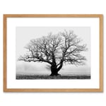 Black and White Nature Photograph of an Old Branchy Tree in a Misty Morning Landscape Framed Wall Art Print Picture 12X16 inch