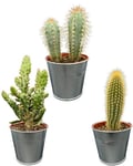 Mélange de poteaux pour Cactus, pots de zinc de 9,5 cm, hauteur 15 – 20 cm (3 pièces)