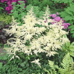 Planta Omnia Garden Astilbe Brautenschleier