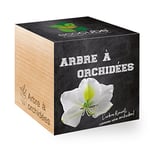 Feel Green Ecocube Arbre À Orchidées, L’Arbre Fleurit Comme Une Orchidée, Idée Cadeau (100% Ecologique), Grow-Your-Own/Kit Prêt-à-Pousser, Plantes Dans Des Cubes En Bois 7.5cm, Produit En Autriche