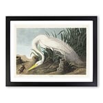 White Heron By John James Audubon Vintage Framed Wall Art Print, Ready to Hang Picture for Living Room Bedroom Home Office Décor, Black A3 (46 x 34 cm)