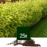 25 x Cornouiller blanc 'kit' - Racine Nue - Cornus alba  - 25 x 60-90 cm racines nues