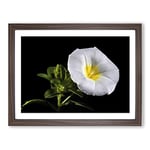 Flower Morning Glory White Modern Framed Wall Art Print, Ready to Hang Picture for Living Room Bedroom Home Office Décor, Walnut A2 (64 x 46 cm)