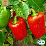 Fröpåse Eco Grow Paprika California Wonder