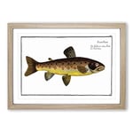 Big Box Art The Brown Trout Fish by M.E. Bloch Framed Wall Art Picture Print Ready to Hang, Oak A2 (62 x 45 cm)