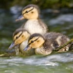 Ducklings greeting card with ducklings sound by Really Wild Cards