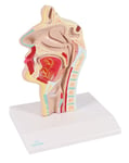 Anatomisk modell av mun och svalg