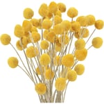 20 st naturliga torkade blommor Billy Balls blommor Billy Buttons blombukett för blomsterarrangemang bröllop hem hög vasdekoration gul