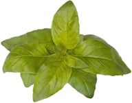 Click & Grow Smart Garden -täyttö Lime Basil 3 kpl