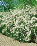 Bukettspirea Goliath 80-100 cm 50-p