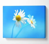 Duo Daisy Skies Canvas Print Wall Art - Double XL 40 x 56 Inches