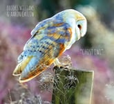 CD Baby Brooks Williams Ghost Owl