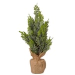 Mr Plant, Cypress i kruka 40 cm