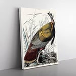 Wild Turkey By John James Audubon Vintage Canvas Wall Art Print Ready to Hang, Framed Picture for Living Room Bedroom Home Office Décor, 50x35 cm (20x14 Inch)