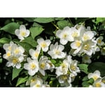 Doftschersmin Omnia Garden Philadelphus Coronarius Finn Co