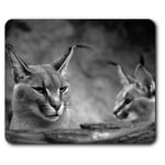 Rectangle Mouse Mat BW - Caracal African Lynx Cat  #38979