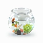 Transparent akvarium Mobiclinic runt akvarium 4L miljövänlig liten fisk Lätt att rengöra Centerpiece Nemo vattenträdgård