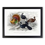 Wild Turkey & Curassow Birds By Oliver Goldsmith Vintage Framed Wall Art Print, Ready to Hang Picture for Living Room Bedroom Home Office Décor, Black A4 (34 x 25 cm)