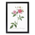 Big Box Art The Hudson Roses in Pink by Pierre-Joseph Redoute Framed Wall Art Picture Print Ready to Hang, Black A2 (62 x 45 cm)