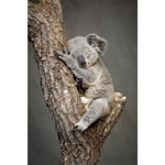 Tableau sur toile koala endormi 30x45 cm - Impression sur Toile Murale Décorative - Image imprimée en HD sur Toile - Toile sur Châssis en Bois FSC