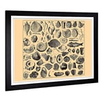 Big Box Art Framed Print of Encyclopedia Vintage Shells (1) Design | Wall Art Picture | Home Decor for Kitchen, Living Room, Bedroom, Hallway, Black, A2 / 24.5x18 Inch / 62x45cm