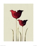 The Art Group Nicola Evans (Tulips II) Art Print, Paper, Multi-Colour, 40 x 50 x 1.3 cm