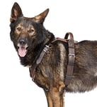 DINGO GEAR Harnais pour Chien avec Boucle Cobra Taille XL