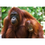 Papier Peint Photo INTISSÉ-(181370)-ORANG-OUTAN AVEC BÉBÉ-350x260 cm-7 lés-Mural Poster Géant XXL-Animaux-Mer Océan Nature Jungle