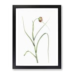 Garlic Flower In Bloom By Pierre Joseph Redoute Vintage Framed Wall Art Print, Ready to Hang Picture for Living Room Bedroom Home Office Décor, Black A2 (64 x 46 cm)