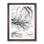 Tree Branches In Central Park New York Painting Modern Framed Wall Art Print, Ready to Hang Picture for Living Room Bedroom Home Office Décor, Walnut A3 (34 x 46 cm)