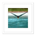 Sanchezn Swallow Bird Drinking Swimming Pool Photo 8X8 Inch Square Wooden Framed Wall Art Print Picture with Mount