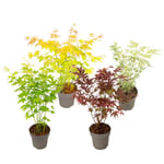 Japansk lönn - Set om 4 - Acer palmatum 'Mix' - Höjd 35-55cm - ⌀15cm