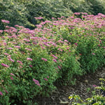 Buske Omnia Garden Rosenspirea 20-30 cm