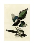 Wee Blue Coo Painting Book Page Birds America Audubon American Magpie Wall Art Print