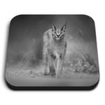 Square MDF Magnets - BW - Caracal African Lynx Cat  #38978