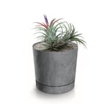 Botle Pot De Fleur Rond Gris Plastique Beton Effect Cache Pot 19,6 Cm Decoratif Bac A Plantes Avec Soucoupe Fleurs