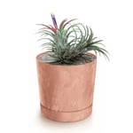 Botle Pot De Fleur Rond Terre Cuite Marron Plastique Beton Effect Cache Pot 28,3 Cm Decoratif Bac A Plantes Avec Soucoupe Fleurs