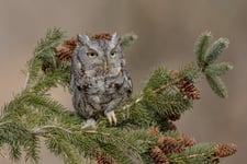 Eastern Screech Owl Grey Morph Poster 30x40 cm