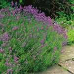 Lavendel Omnia Garden Munstead Stor Kruka