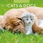 Cats &amp; Dogs 2025 Square Wall Calendar