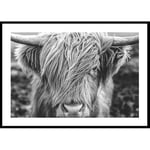 Poster Gallerix Highland Cow B&W