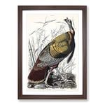 Big Box Art Wild Turkey by John James Audubon Framed Wall Art Picture Print Ready to Hang, Walnut A2 (62 x 45 cm)