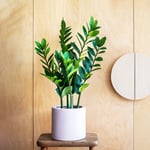 Artificial ZZ Plant in Plastic Plant Pot