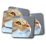 4 Set - Ginger Tom Cat Coaster - Kitten Cute Cats Pretty Pets Animal Gift #15270