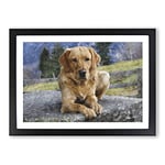 Big Box Art Golden Labrador Dog Vol.2 Painting Framed Wall Art Picture Print Ready to Hang, Black A2 (62 x 45 cm)