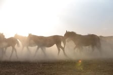 Wild horses and cowboyskayseri turkey